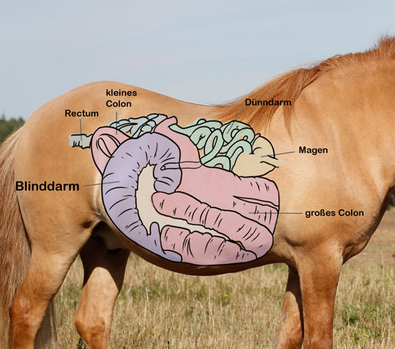 Pferd Laute Magen Darmgeräusche